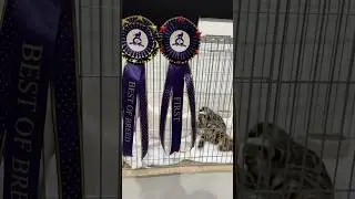 Really good result 🔥 #bengalcat #kitten 🐆 бенгальский котёнок