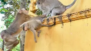 Big child Monkey Steppa still needs milk from Mom Stephany she is really sad to make Mama Rana bored