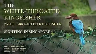 The White-Throated Kingfisher (Halcyon Smyrnensis) / White-Breasted Kingfisher