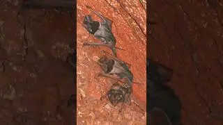 Wroughton's Giant Mastiff Bat (Otomops wroughtoni) in Free-tailed Bat Family (Molossidae) Schedule I