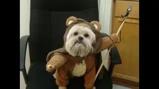 Las Mascotas Disfrazadas Mas Graciosas