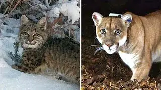 After some big cat sightings, let&rsquo;s learn about the species native to South Texas