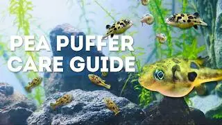 Pea Puffer Tank and Care Guide | How to Create the Perfect Home for your Freshwater Pufferfish