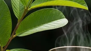 Easy to make Guava leaf tea //health benefits #healthy living
