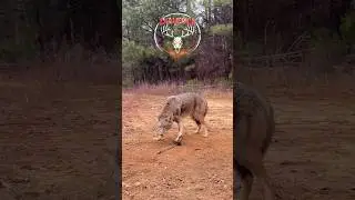 South Carolina coyote trapping #shorts #coyote