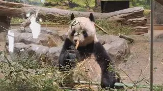 Il Panda più Grande al Mondo è in Giappone
