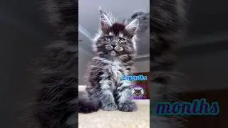 🦁Maine Coon growth from 1 to 7 months in 14 seconds! #catshorts #catvideo #catlovers