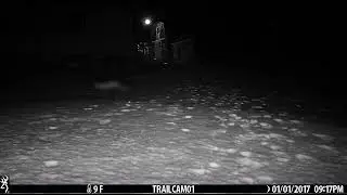 Fox in our backyard