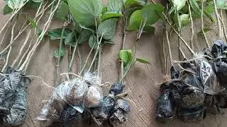 Lal Chandan black pepper agar wood Kajal lemon plants available milega call me.7896877111