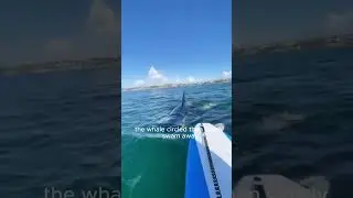 Girl Talks Her Way Out of Killer Whale Attack 😱🐋