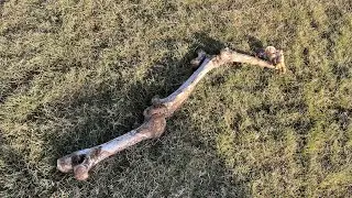 Bone Found at Golf Course Tee Marker Set Up December 22 2025