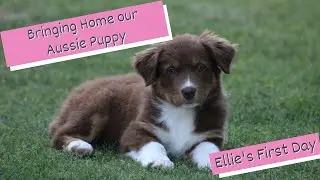 Bringing Home Our 8 Week Old Australian Shepherd Puppy