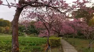 台灣-櫻花季