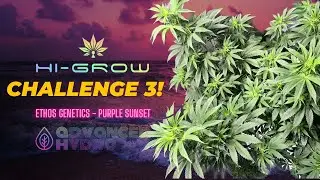 HiGrow Purple Sunset Ep. 3: Cloning, Advanced Hydro, SCROG & Flowering Transition!