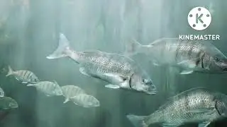 animals underwater #animals #animallover #animalsave #animalskids #underwater #underground