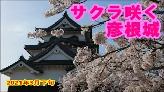 【彦根城】⑨の桜　滋賀県彦根市　2021年3月下旬