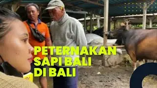 PETERNAKAN SAPI BALI DI BALI, SAPI BALI PREMIUM