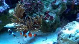 Clownfish Hosting in Bubble Tip Anemone