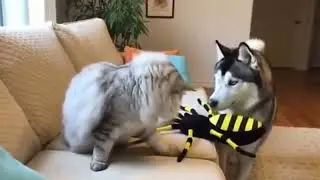 My Babies, Cats and Dogs make your day #funny #cute #dog #cat #baby