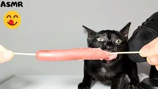 Котенок ест вареную сосиску АСМР 
