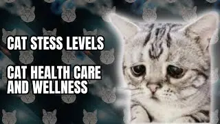 Cat Stess Levels | Cat Health Care and Wellness