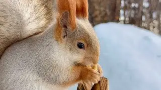 The squirrel is posing for the camera. 