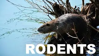 Beavers Chew Tree Trunks Leading to Deforestation & Loss of Charles River Habitats | TerraHelp 2023