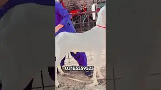 Asif Ali goat farm 03165559525 WhatsApp number location Dera Ghazi Khan cargo all Pakistan 2025