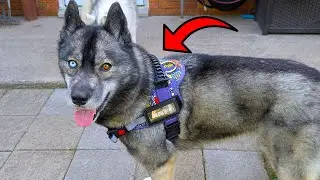 Adjustable Dog Vest with ID Tags & Reflective Strips