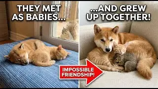 Shiba Inu, Kitten, and Squirrel The World's Cutest Friendship in 4K🫶🏻