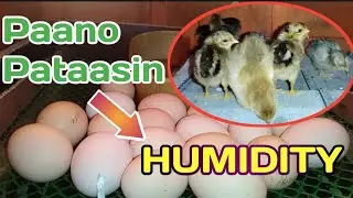 Simple Tips - HOW TO INCREASE THE HUMIDITY INSIDE THE INCUBATOR - NICKDOY TV