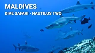 Dive Safari 