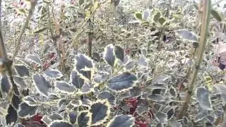 Big Plant Nursery - Ilex aquifolium 'Argentea Marginata'