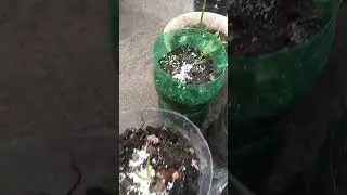indoor gardening #indoorplanting