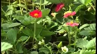 теплицы Новые Технологии