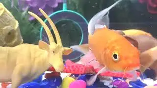 Amazing Beautiful Fishes | Fishy Fish Fisher