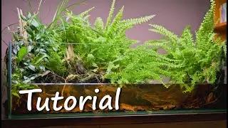 How to make biotope aquarium / paludarium  with ferns (tutorial)