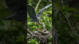 Red Heron vs Python Fierce Jungle Battle for Survival