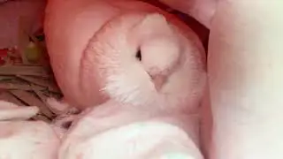 Pet pigeon cuddling and cooing