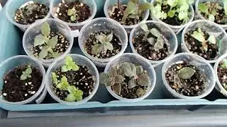Посадка дуже дрібних ризом. Оновлення 15.03! - Planting of small rhizomes. Update 15.03!