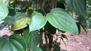 Peffer in Wilabodawatta