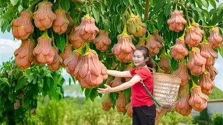 Harvesting Rare Bell Pear Fruits & Making Homemade Red Velvet Cake | Cooking in Village