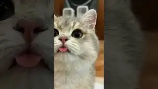 cat funny😅 