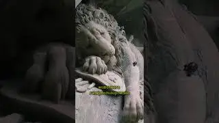 Трагическая история умирающего льва #факты #шортс #люди #travel