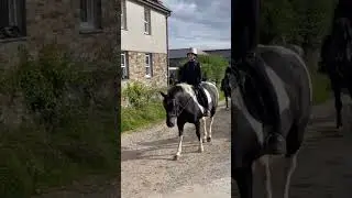 Horse hack 🐎🐎🐎