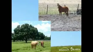 How to Assess a Horse's Health and Welfare