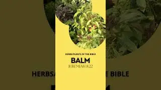 😲 Unbelievable Healing Herbs & Plants of the Bible - Balm 🌿🌿🌿 #bible #woundhealing #antiinflammatory