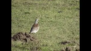 Halvergate Marshes in Norfolk (Fieldfare, Lapwing & Stonechat)