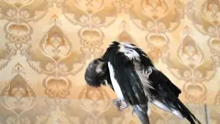 DSC 0010