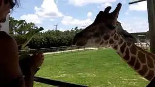 Elsie's feeds the giraffe for her 2nd birthday!